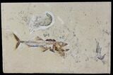 Cretaceous Predatory Fish (Eurypholis) & Two Shrimp - Lebanon #112651-3